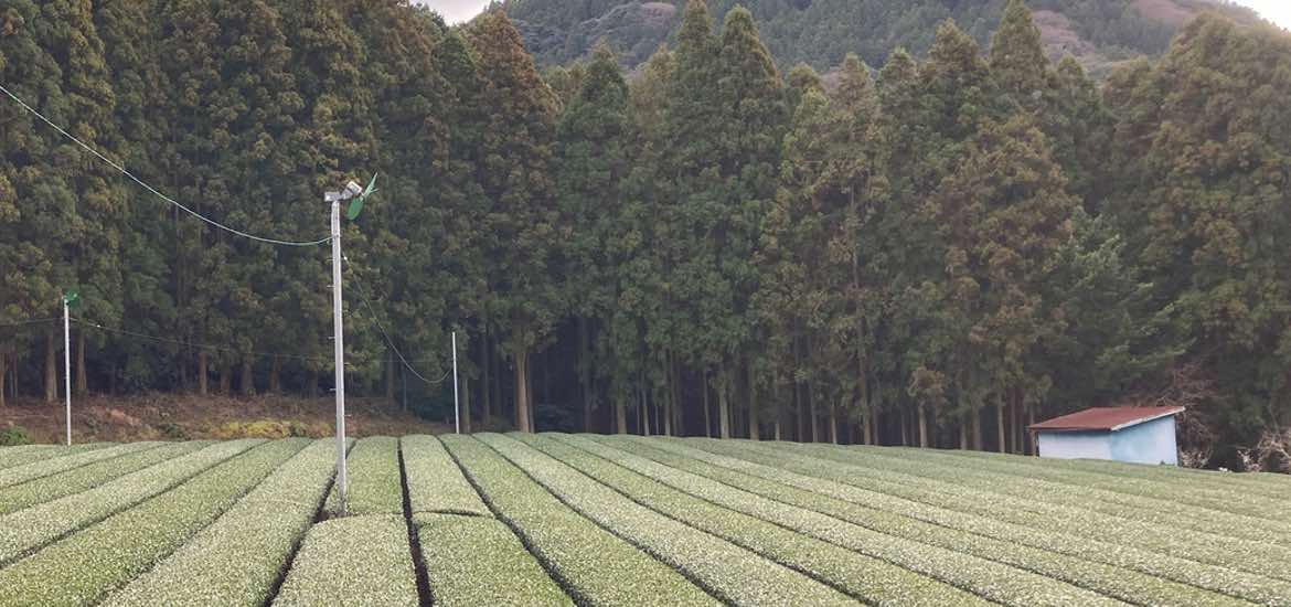防霜ファンの準備 ｜ 原田製茶 | 長崎県波佐見町